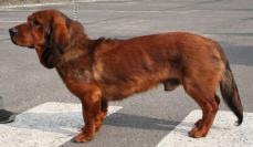 Alpenl�nd. Dachsbracke